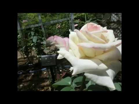 春の夢　藤浦洸訳詞・Schubert作曲　 Frühlingstraum