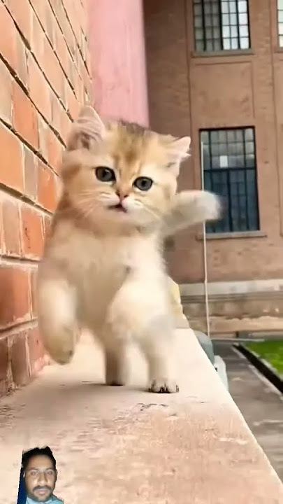 hay Allah mere mama kahan Chali gai s#😺💫⭐
