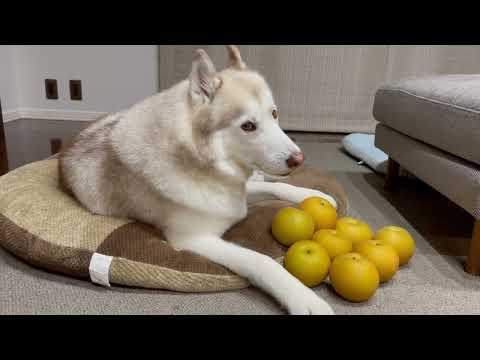 よく喋るシベリアンハスキーと飼い主
