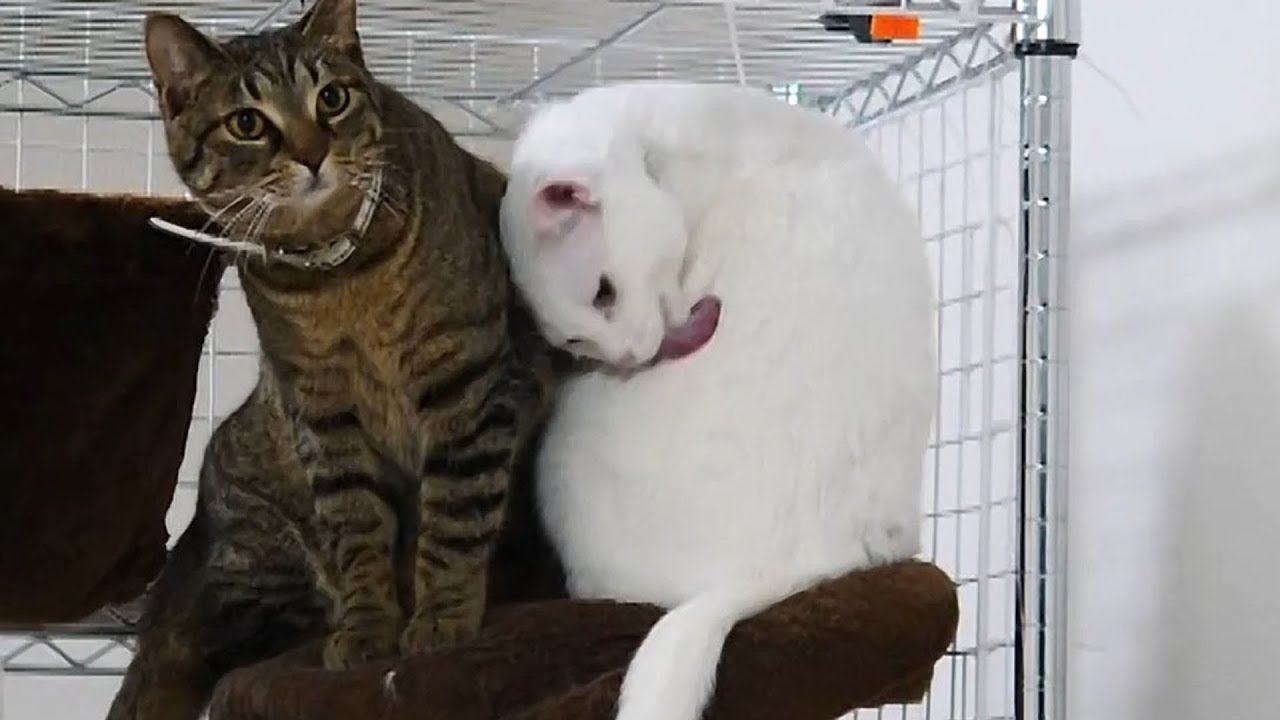 猫が仲良しすぎて 明らかにキャパオーバー ねこもん猫よいちろびん Youtube