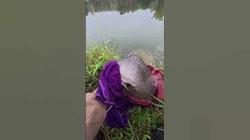 Câu cá rô và món cá bóng đếm #câucá #fishing #longphaquế