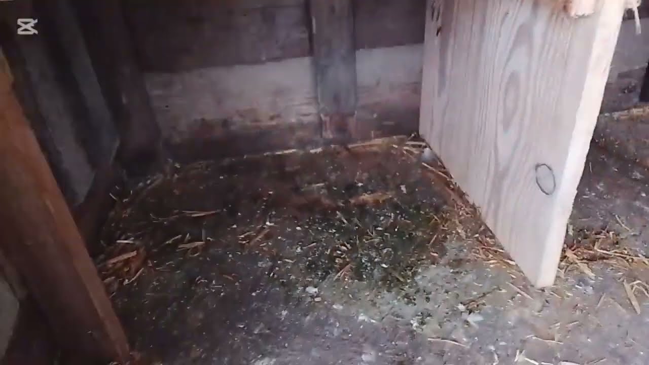 Am făcut curățenie generală la porumbei♥️💪🕊️