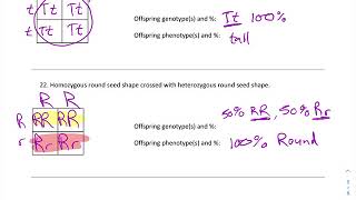 Probability and Genetics Worksheet 3