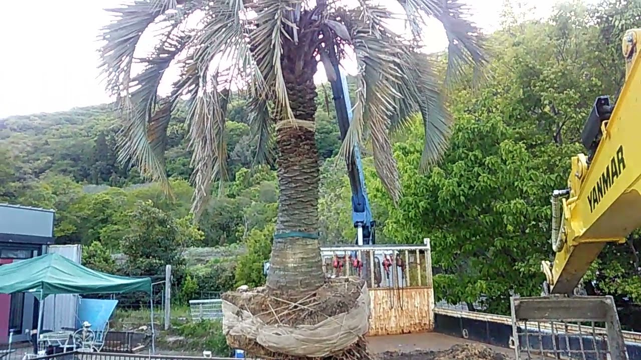 趣味トレ 日曜リラックス Youtube