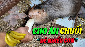 Mẹo Nhỏ Nuôi Dúi Sinh Sản Hiệu Quả Ngay Tức Thì - Bí Quyết Riêng của Trại Dúi Cần Thơ