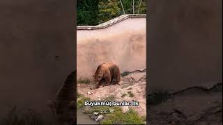 Makedonya’da Beklenmedik Karşılaşma!