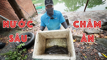 Cách Câu Lure Cá Lóc Nhát Mồi Nằm Sát Đáy Hồ Nước Sâu Khi Câu Cá Lóc Hồ Dịch Vụ