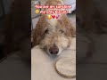 My Only Sunshine Doggielife Shorts Pets Shortsfeed Dogshorts Goldendoodle Viralshorts My Only Sunshine Doggielife Shorts Pets Shortsfeed Dogshorts Goldendoodle Viralshorts