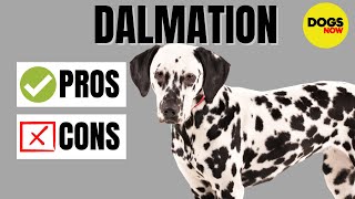 Dalmatian Dog Breed Profile  Pros and Cons of Owning a Dalmatian