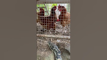 Coastal Carpet Python very determined to get into the snake proof chicken coop #snakecatcher #snake
