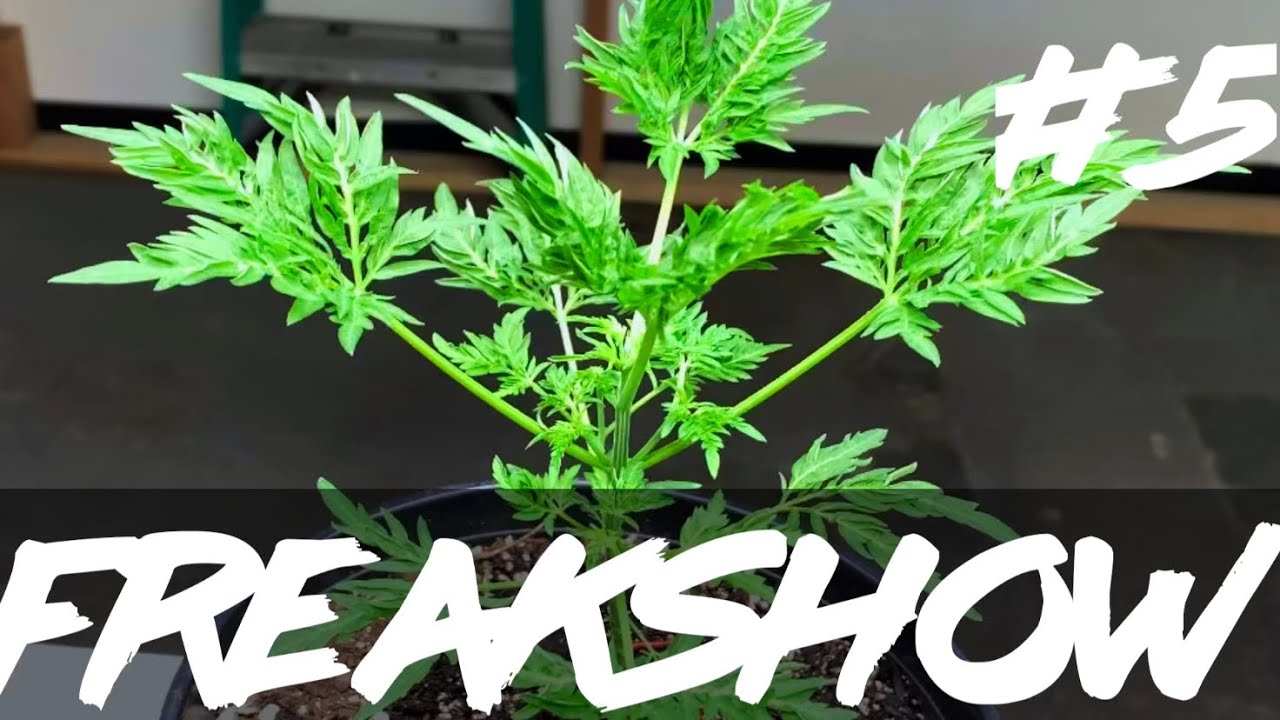 Matty Grows | The Work Grow | Freakshow | #5  | 