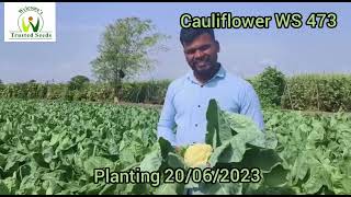 Cauliflower WS 473, Satara Maharashtra, August 2023