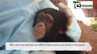 BEHIND THE SCENES  The rescue of baby chimpanzee BK in Sierra Leone