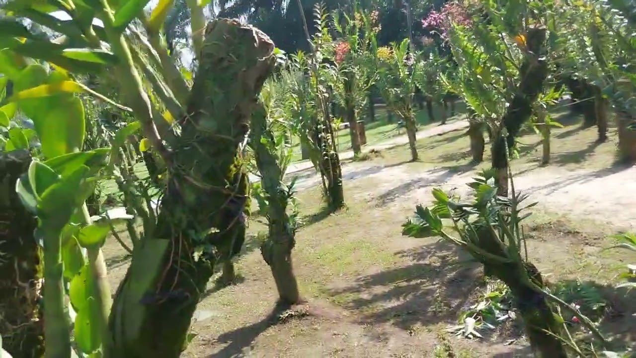 perlakuan peeawatan anggrek di musim pancarobah