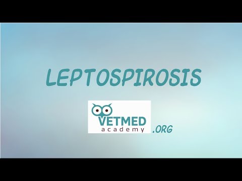 Video: Leptospiroos koertel