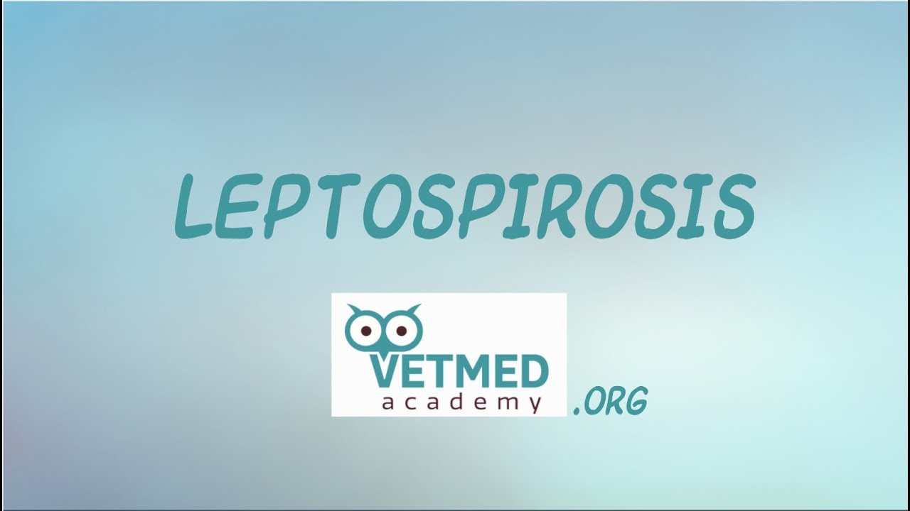Introduction To Leptospirosis
