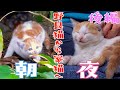 【野良猫から家猫へ】保護した子猫が数時間で慣れて膝の上で眠ってまう奇跡【子猫保護初日 後編】
