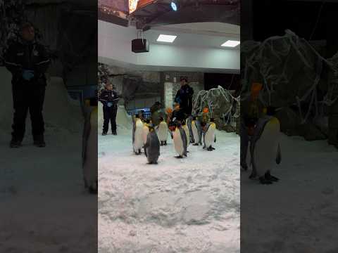 Amazing Fun Facts About Gentoo PENGUINS | Ski Dubai | HK VLOGS #youtubeshorts #penguins