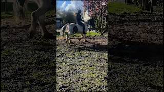 Eerst Galopperen Op Het Zandpad En Daarna In Het Weiland Zonder Zadel