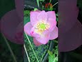grow mini lotus from seeds #shorts