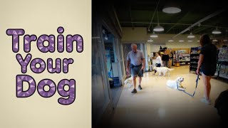 Follow My Lead Dog Training Visits Petco (2023)
