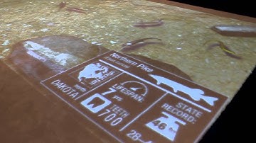 Educational interactive fish pond projection