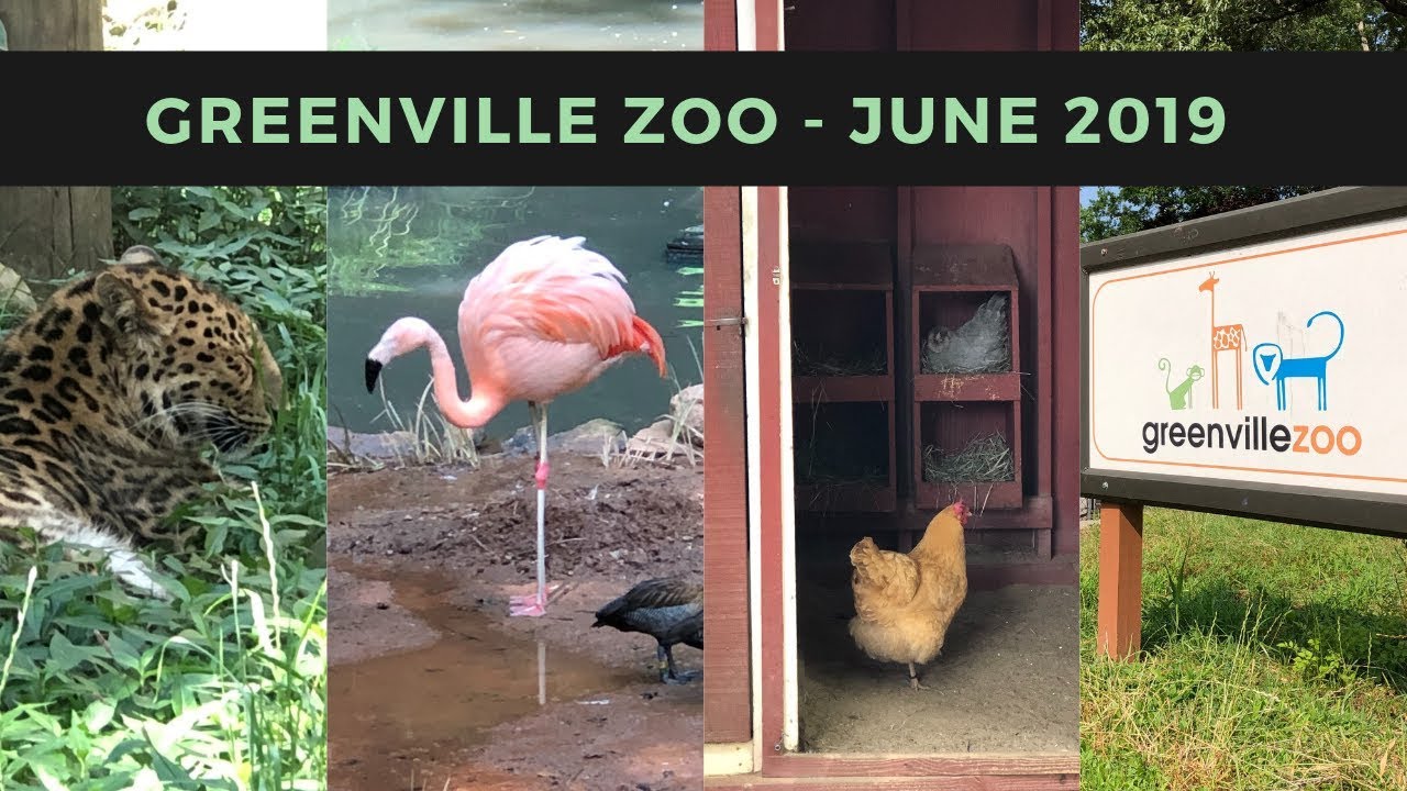 Greenville Zoo June 2019 YouTube