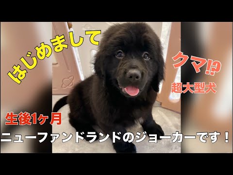 超大型犬ニューファンドランドのジョーカーです❤️大型犬カフェぐらんむー がライブ配信中！