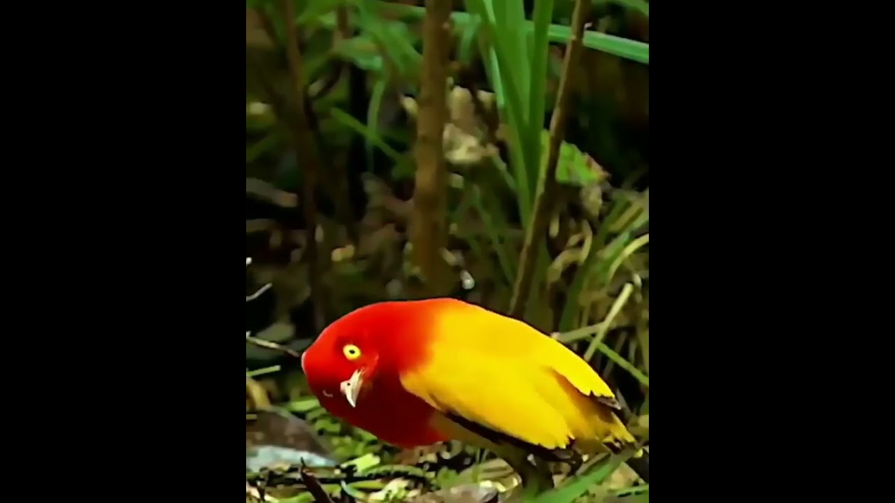 Hear to this Flame Bower bird sound, 