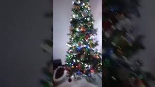 Christmas tree transition #christmas