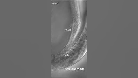 C. elegans mating - PHD ablation