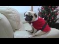 pug nico 385 / パグ 「にこ」 2015.12.24 Merry Christmas Eve!! with May J.