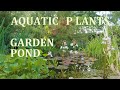 Flowering aquatic plants & birds bathing in My English Garden Pond - early Summer 2020