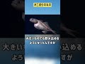 ぴえん過ぎる生き物紹介　（オニボウズギス）