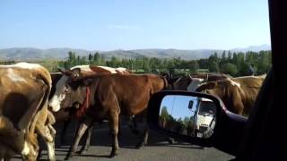 erzincan çayırlı harmantepe