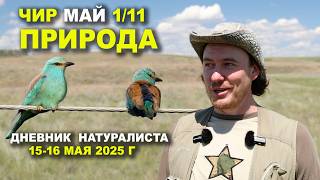 видео: Природа Чира. 15-16 мая 2025 г. картинка: Природа Чира. 15-16 мая 2025 г.