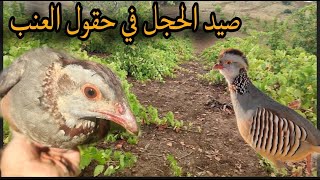 صيد الحجل البري | Chasse perdrix| partridge hunting