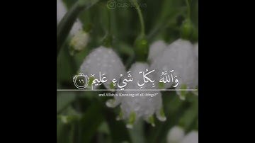 ﴿بَلِ اللَّهُ يَمُنُّ عَلَيْكُمْ أَنْ هَدَاكُمْ لِلْإِيمَانِ﴾ #ياسر_الدوسري #تلاوة #قرآن