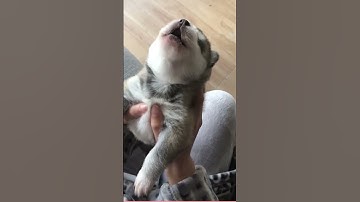 Husky puppy howls for the first time