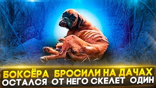 Шок, ужас😱 Боксёра скелета бросили на заброшенных дачах | Она ела своего сородича от голода😨🥺