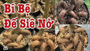 ( Đã hết)Gốc nhớt bí bệ đế nở điều khối cục 0766765975