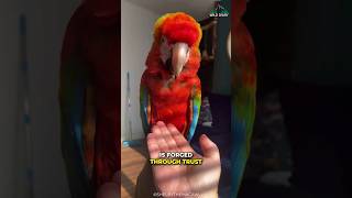 Why People Loves Macaw Parrot So Much