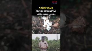 Amreli પંથકમાં કમોસમી વરસાદથી ખેતી પાકમાં વ્યાપક નુકસાન
