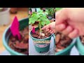 Growing Hacks For Rose Plant #gardening
