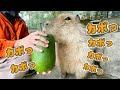 冬瓜をカポカポ食べるカピバラの口に悲劇がw Capybara eating gourd