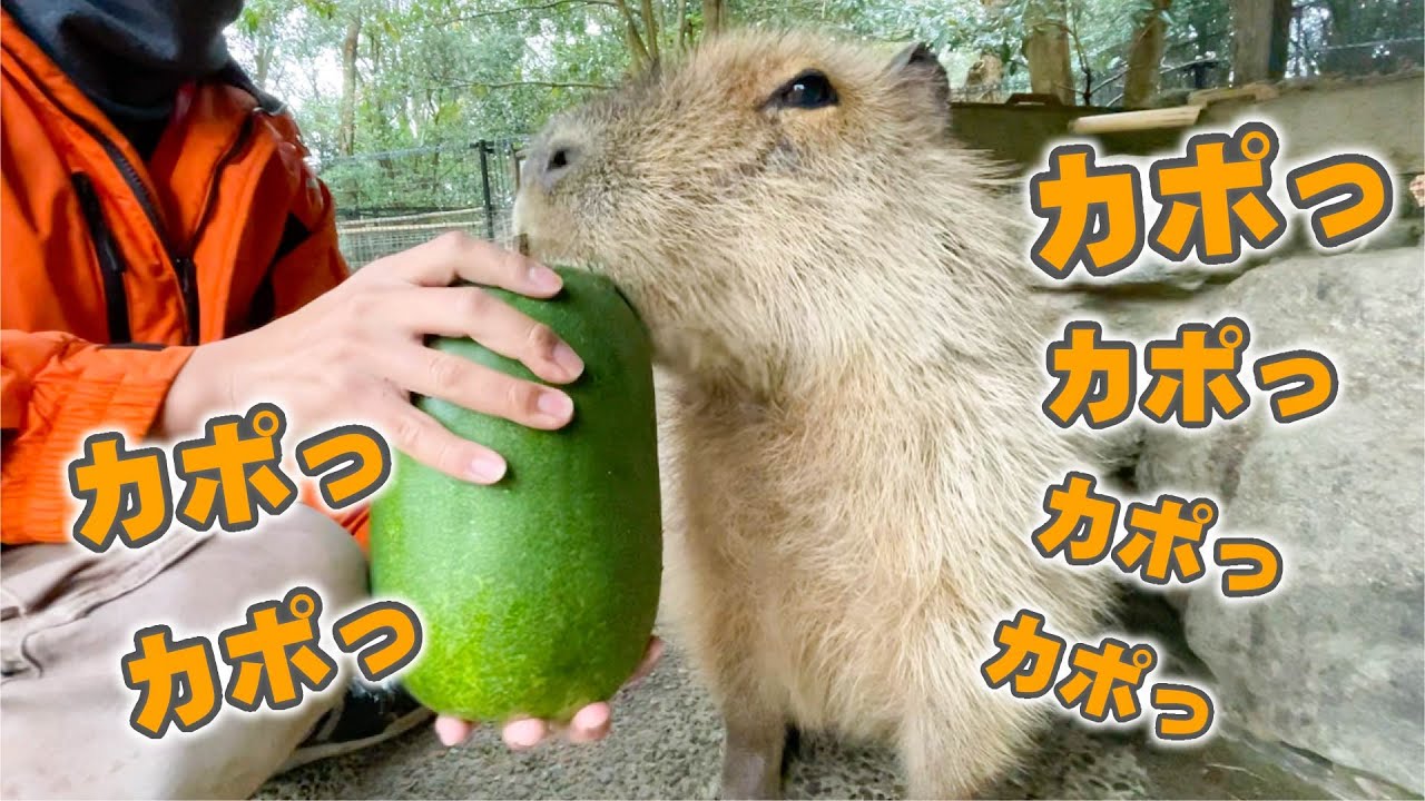 Capybara eating gourd - YouTube