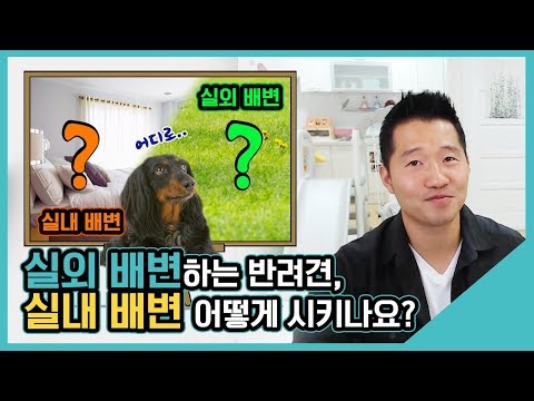 실외 배변하는 반려견, 실내 배변 어떻게 시키나요?｜수밤라이브