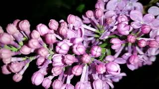 Raindrops on a lilac bush #nature #lilac #Itisraining #evening #wetlilac by Fantastic variety of nature 11 views 3 days ago 1 minute, 15 seconds