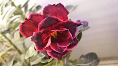 Elen S Adenium pluS