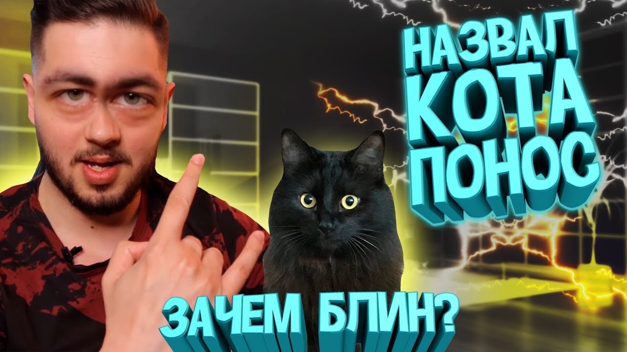 Урса 228. Фото прирученных кошек. Коты обзор. Обзор на кошку. Кот обзор.